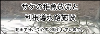 サケの稚魚放流と利根導水路施設